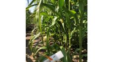 BZN replicatory site in Makó, South-East Hungary, evaluation of the plants (Treatment 1: untreated)