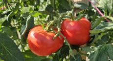 HU Transdanubia Living Lab demonstration, tomato before harvest