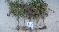 HU Transdanubia Living Lab demonstration, untreated control