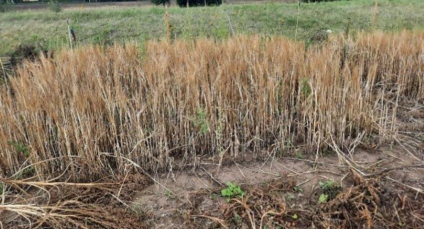 Barley growth with biochar fish sludge and digestate as soil improvers 