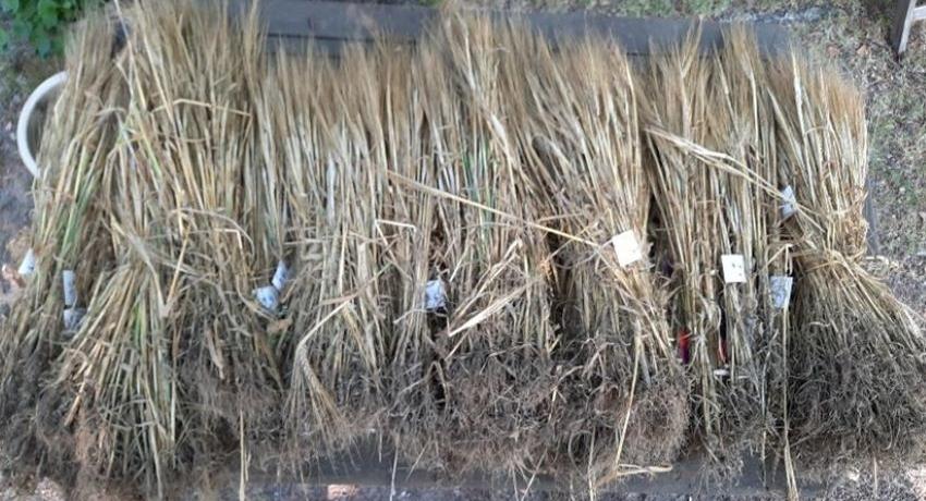 Barley in bundles to be transported to LAB laboratory for analyses 