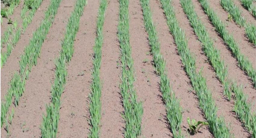 New fodder barley in demo field 