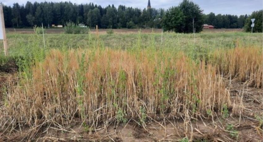 Barley growth with biochar as a soil improver 